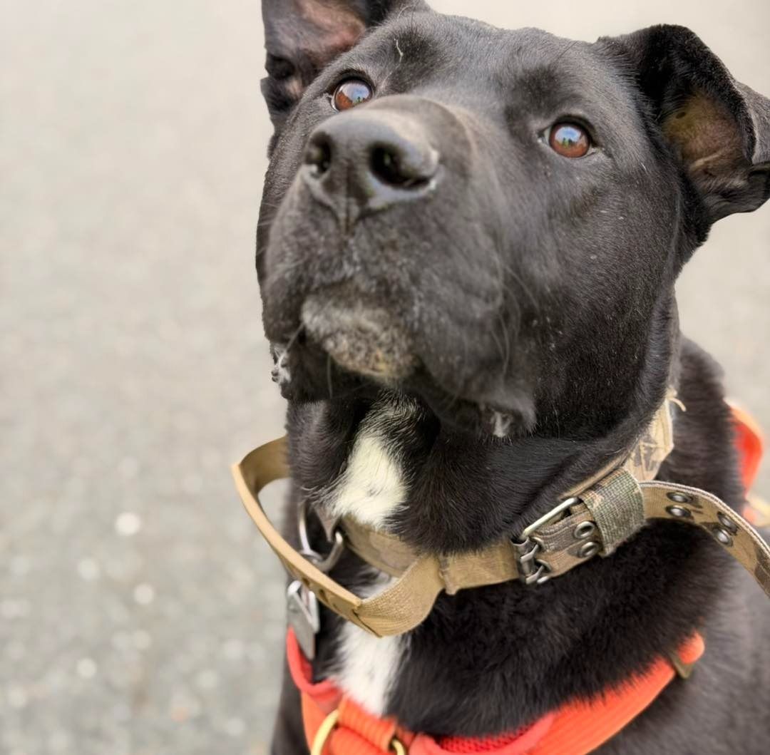 Happy dog cared for by Paw'ty Waggin Pet Taxi & Check-In Services